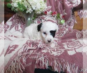 Poochon Puppy for sale in LE MARS, IA, USA