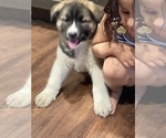 Small Photo #15 Akita-Alusky Mix Puppy For Sale in SAN JACINTO, CA, USA