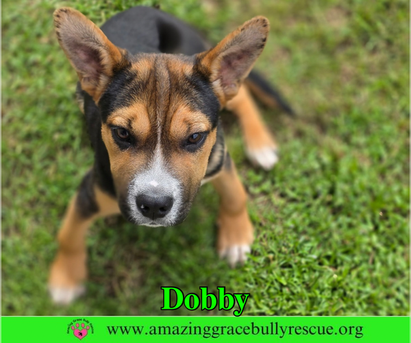 Medium Photo #5 American Staffordshire Terrier-Unknown Mix Puppy For Sale in Milton, FL, USA