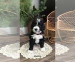 Small Photo #17 Bernedoodle Puppy For Sale in MIAMISBURG, OH, USA