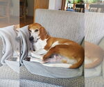 Small #10 Coonhound