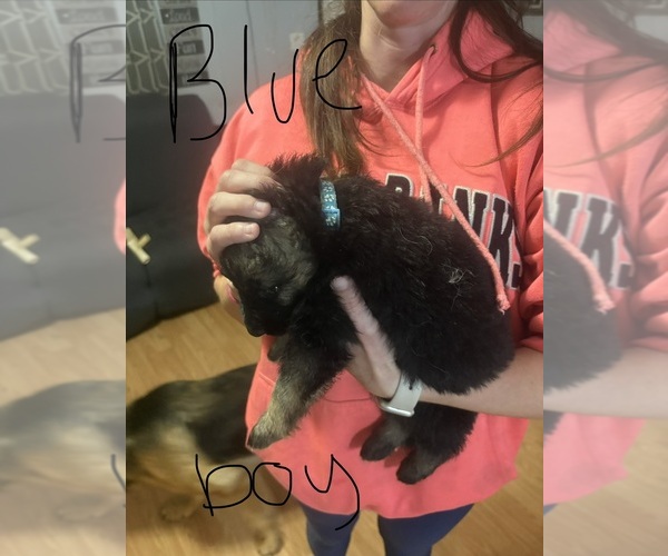 Medium Photo #4 German Shepherd Dog Puppy For Sale in RUSTBURG, VA, USA