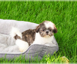 Small Photo #8 Shih Tzu Puppy For Sale in SYRACUSE, IN, USA