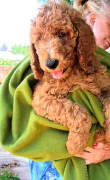 Medium Photo #1 Poodle (Miniature) Puppy For Sale in DAYTON, OH, USA