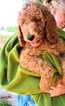 Small Photo #1 Poodle (Miniature) Puppy For Sale in DAYTON, OH, USA