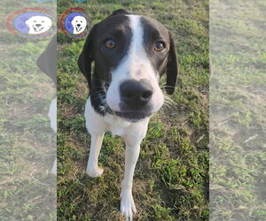 Great Pyrenees Dogs for adoption in Spring, TX, USA