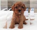 Puppy Puppy 4 Male Cavapoo
