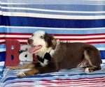 Small Photo #2 Miniature Australian Shepherd Puppy For Sale in LANCASTER, PA, USA