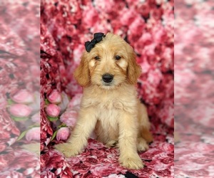 Goldendoodle Puppy for sale in KIRKWOOD, PA, USA