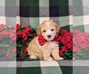 Poodle (Toy) Puppy for sale in LINCOLN UNIVERSITY, PA, USA