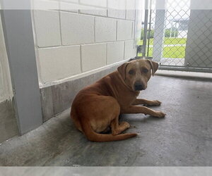 American Bulldog Dogs for adoption in Ocala, FL, USA