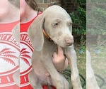 Small Photo #19 Weimaraner Puppy For Sale in WHITE HALL, AR, USA
