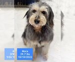 Small Photo #3 Schnauzer (Giant)-Unknown Mix Puppy For Sale in West Hollywood, CA, USA