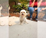 Small Maltese Mix