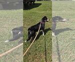 Small #8 Australian Shepherd Mix