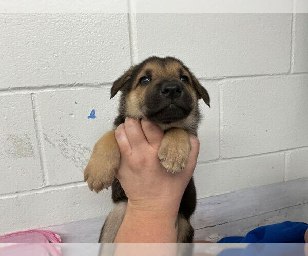 Medium Photo #2 German Shepherd Dog Puppy For Sale in San Bernardino, CA, USA