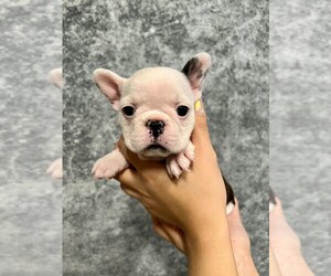 Faux Frenchbo Bulldog Puppy for sale in WEST COVINA, CA, USA