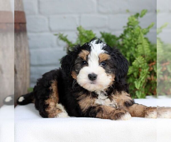 Medium Photo #1 Bernedoodle (Miniature) Puppy For Sale in LITITZ, PA, USA