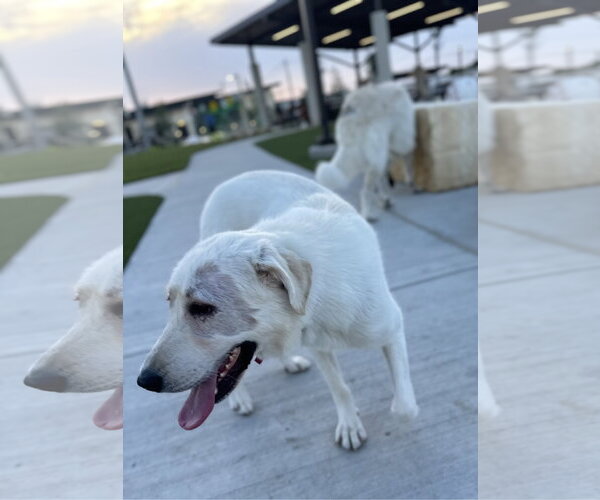 Medium Photo #5 Great Pyrenees Puppy For Sale in Spring, TX, USA