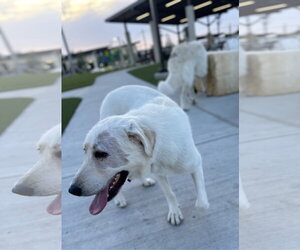 Elsa - Female Great Pyrenees Dog for Adoption - Photo #5