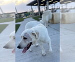Small #4 Great Pyrenees