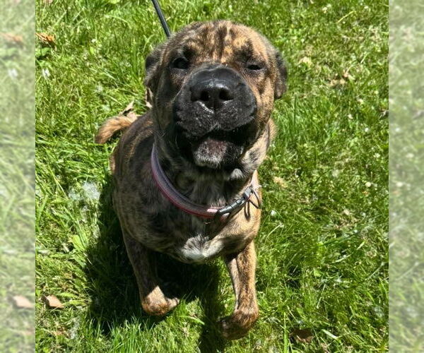 Medium Photo #2 Chow Chow-Unknown Mix Puppy For Sale in Muskegon, MI, USA