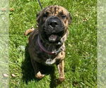 Small #1 Chow Chow Mix