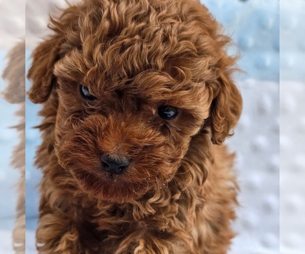 Medium Photo #3 Poodle (Toy) Puppy For Sale in CHARLOTTE HALL, MD, USA
