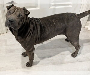 Dumpling Rolls - Male Mutt Dog for Adoption - Photo #4