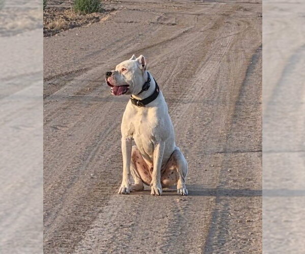 Medium Photo #1 Argentinian Mastiff Puppy For Sale in phoenix, AZ, USA