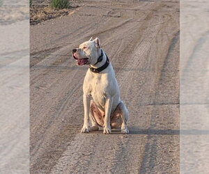 Argentinian Mastiff Dogs for adoption in phoenix, AZ, USA