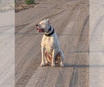 Small Argentinian Mastiff