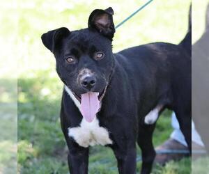 Mutt Dogs for adoption in Modesto, CA, USA