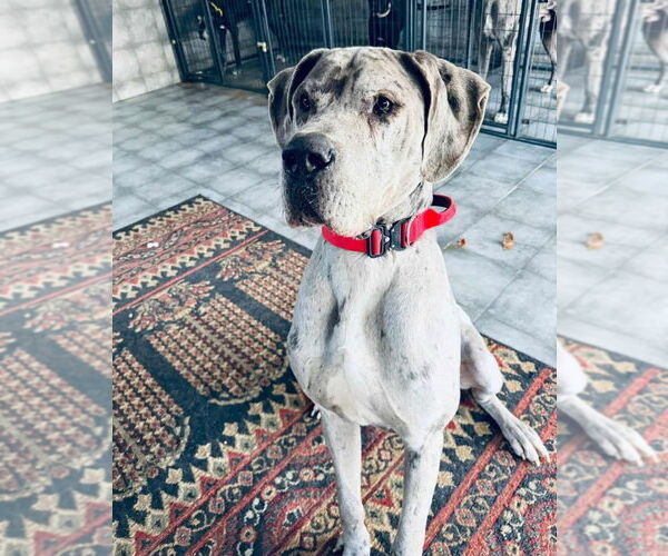 Medium Photo #1 Great Dane Puppy For Sale in Bullard, TX, USA