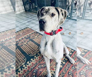 Great Dane Dogs for adoption in Bullard, TX, USA