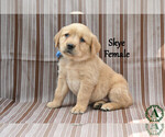 Small #2 Golden Labrador