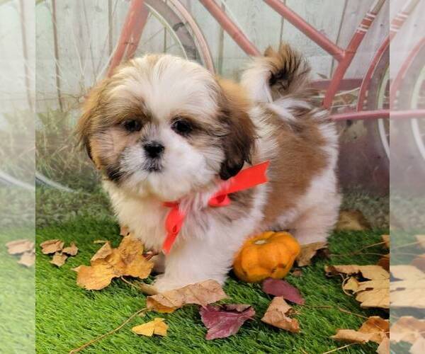 Medium Photo #1 Shih Tzu Puppy For Sale in ARTHUR, IL, USA