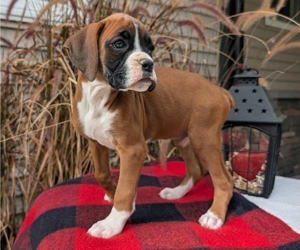 Medium Photo #15 Boxer Puppy For Sale in GOSHEN, IN, USA