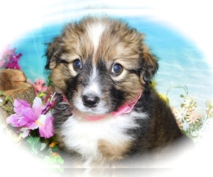 Australian Shepherd-English Shepherd Mix Puppy for sale in HAMMOND, IN, USA