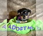 Small #3 Rat Terrier