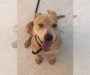 26-316 Raz - Male Labrador Retriever Dog for Adoption - Photo #5