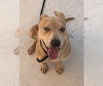 Small Photo #5 Labrador Retriever Puppy For Sale in Tarboro, NC, USA