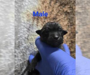 German Shepherd Dog-Unknown Mix Dogs for adoption in HESPERIA, CA, USA