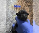 Small German Shepherd Dog Mix