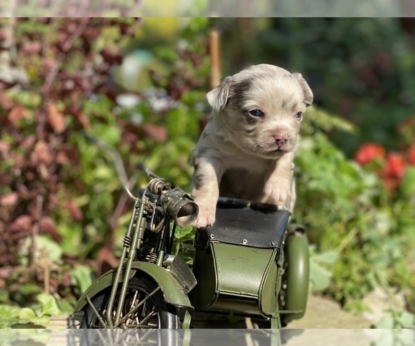 Medium Photo #29 Bullhuahua-Chihuahua Mix Puppy For Sale in RAWSONVILLE, MI, USA