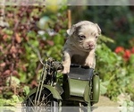 Small Photo #29 Bullhuahua-Chihuahua Mix Puppy For Sale in RAWSONVILLE, MI, USA
