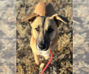 Mutt Dogs for adoption in Las Vegas, NM, USA