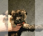 Small #1 Cairn Terrier