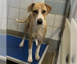 Mutt Dog for Adoption in San Antonio, Texas USA