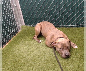 Mutt Dogs for adoption in Downey, CA, USA